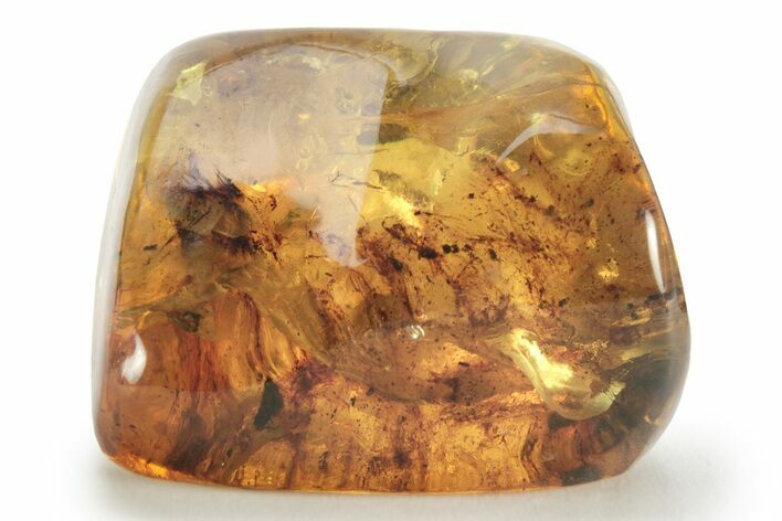 Polished Chiapas Amber ( grams) - Mexico #232580
